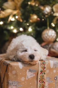 Cadeau Labradoodle