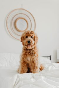 Cobberdog