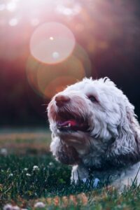 Tandenborstel labradoodle