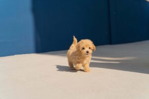 Labradoodle puppy