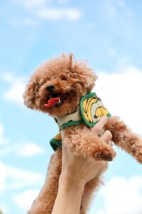 Intelligentie speelgoed hond