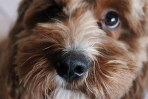 Snuffelmat