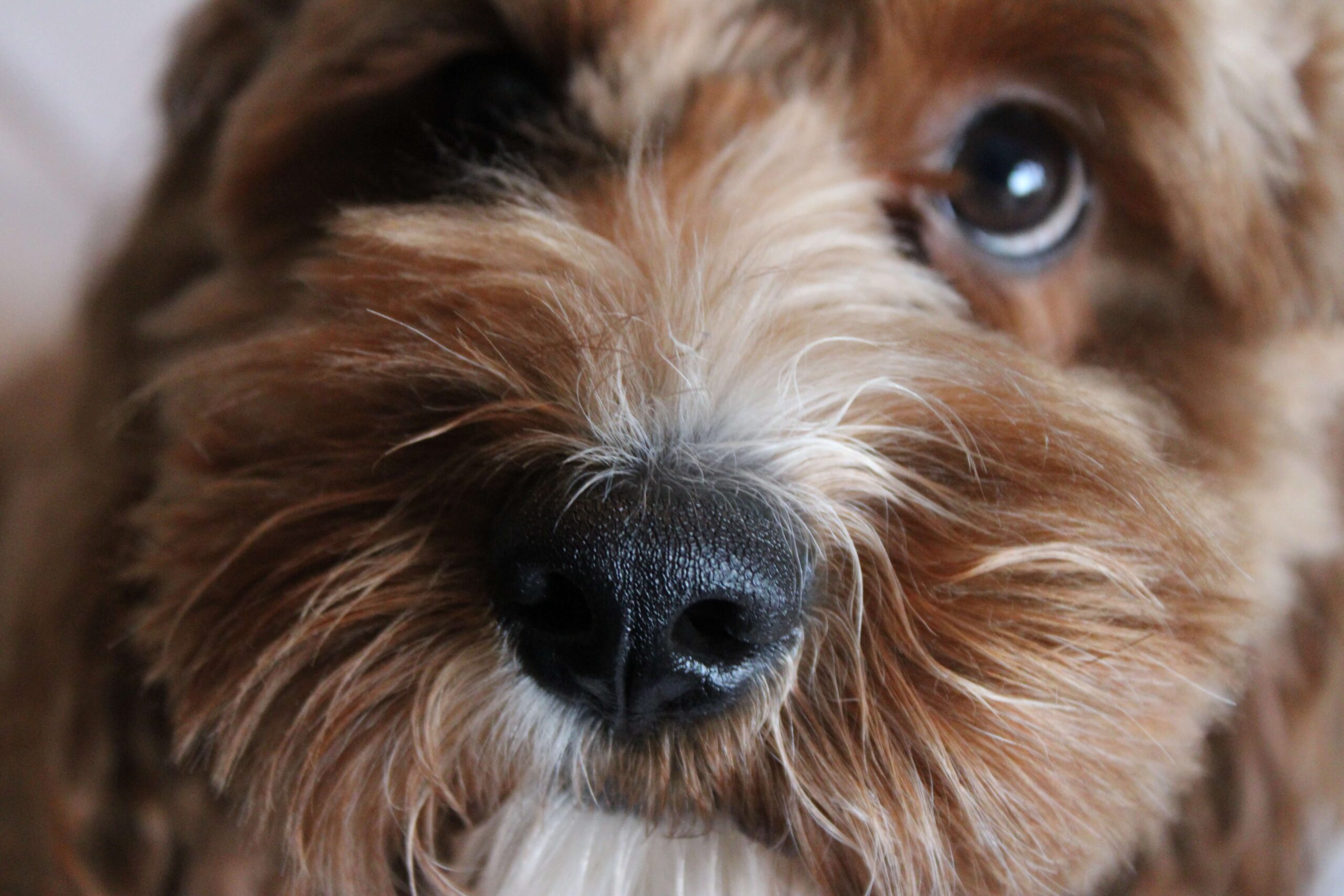 Snuffelmat