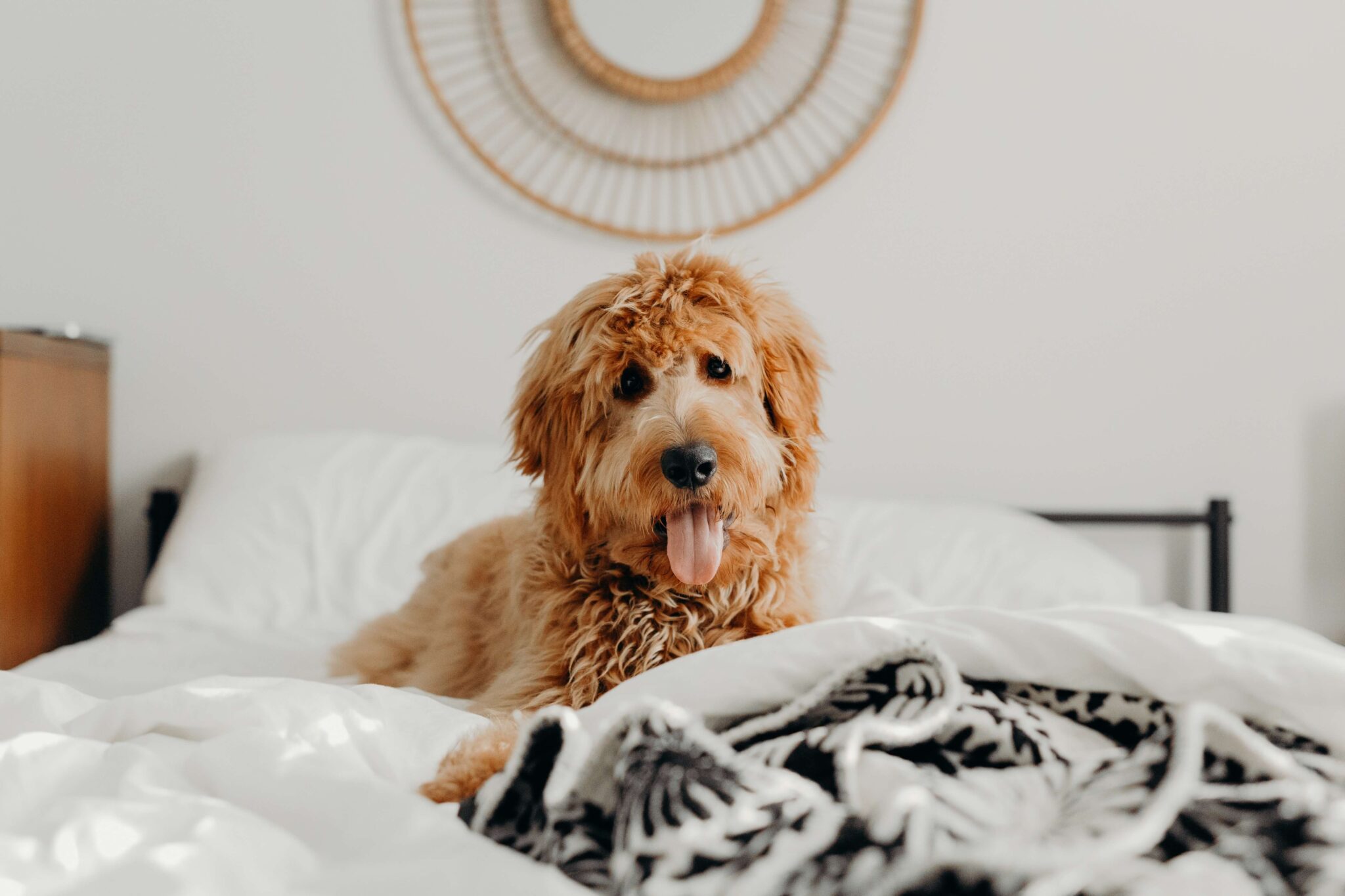 De beste Labradoodle borstel van 2023 Alles voor je Labradoodle