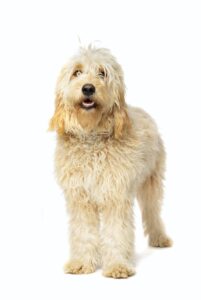 Labradoodle medium