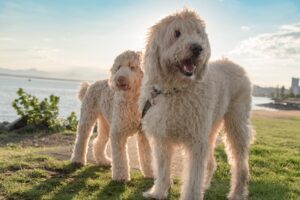 Labradoodle standaard