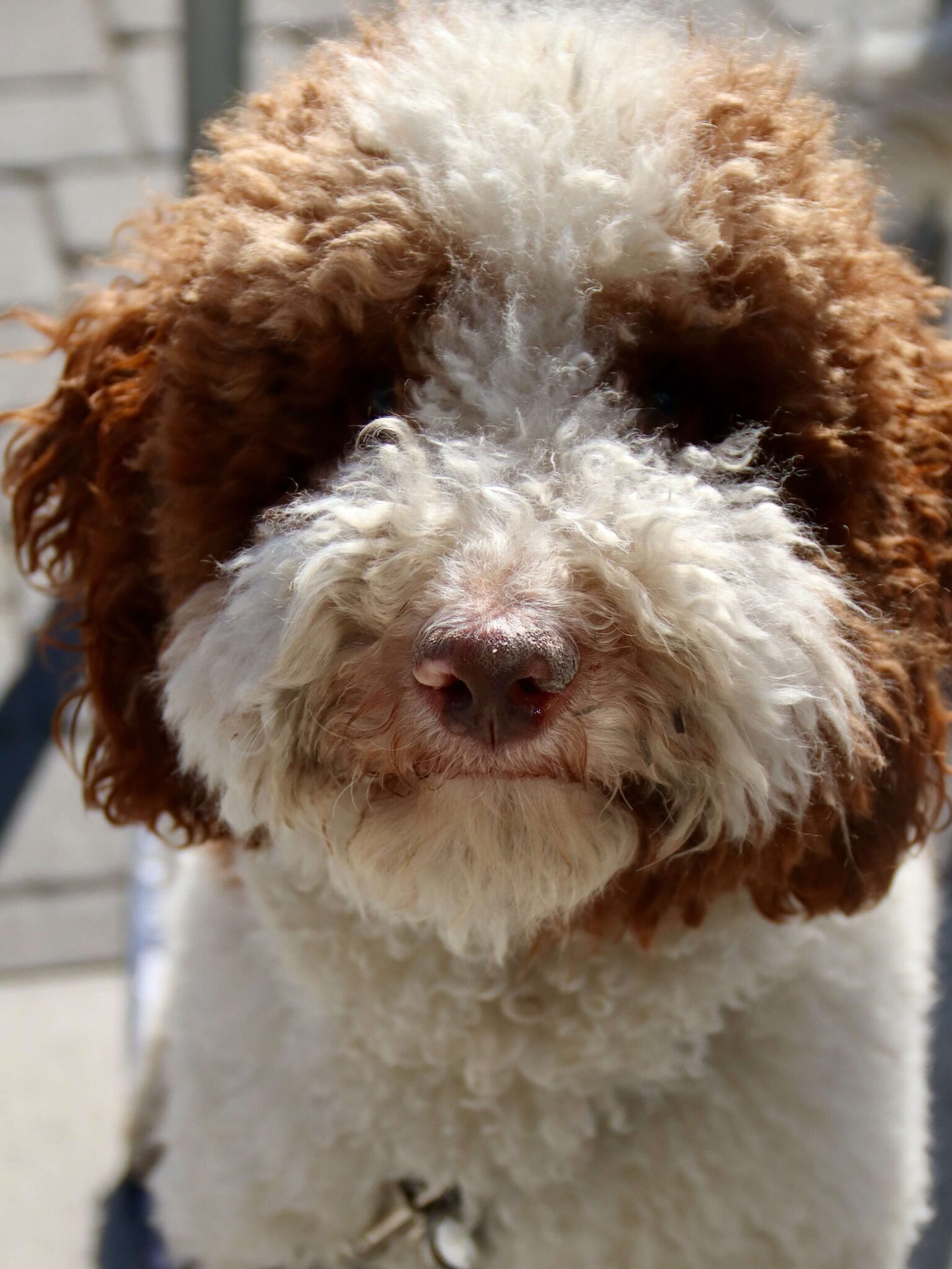 De beste Les Poochs borstel 2025 Alles voor je Labradoodle