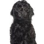 Vachtverzorging Labradoodle