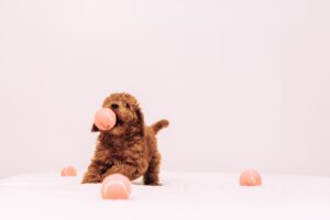Labradoodle speelgoed