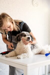 Labradoodle borstel