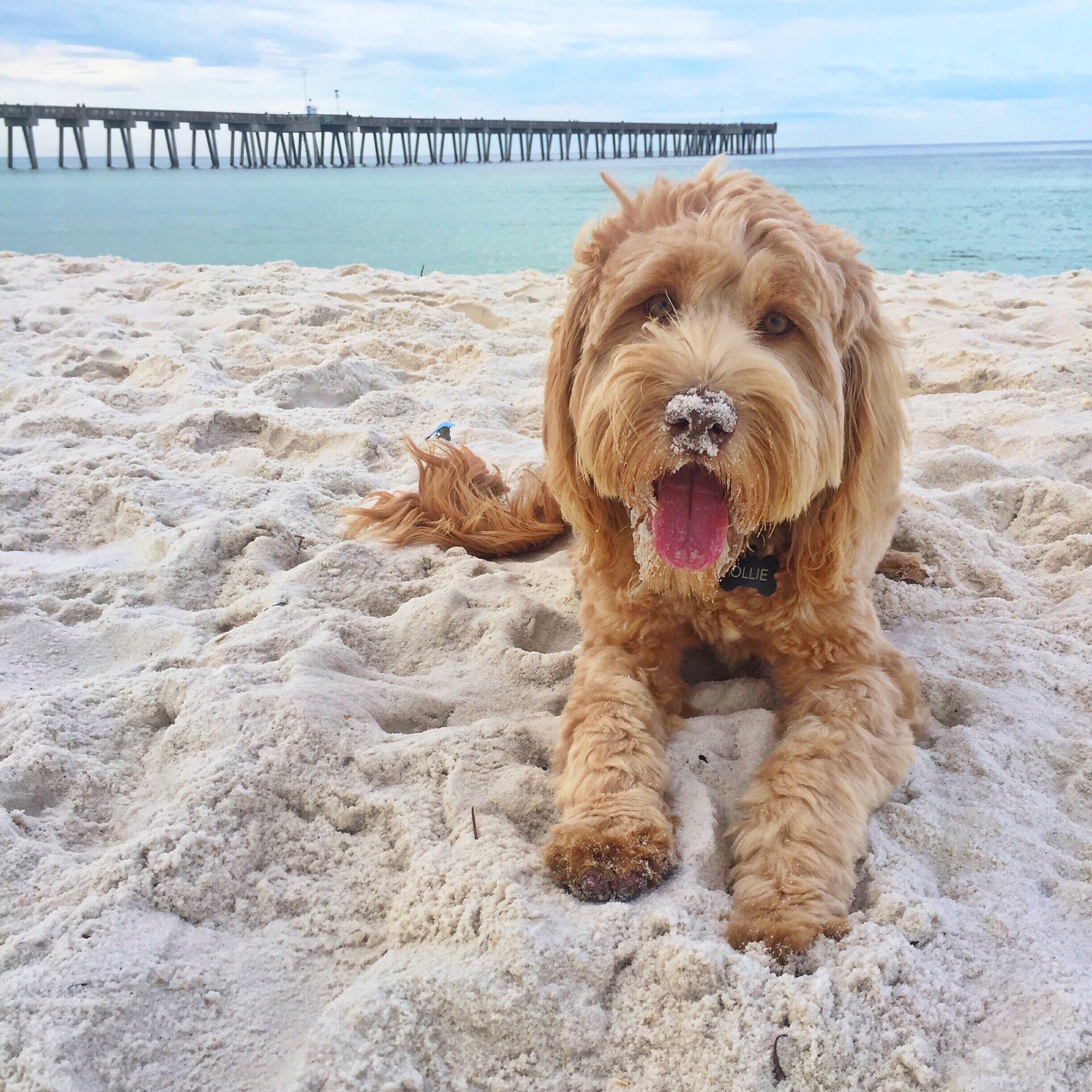 Goldendoodle